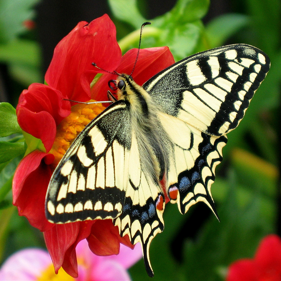 Registration Open For Annual Memorial Butterfly Release My Barry s 